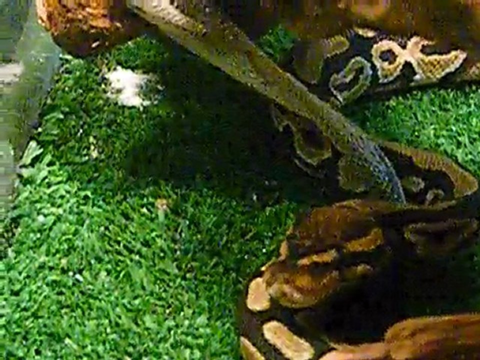 python apres enlever ca mue acte 2