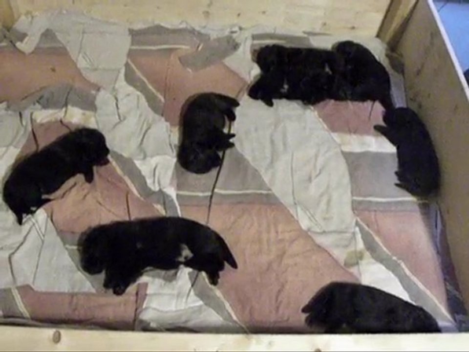 Frenzis Welpen 14. Tag