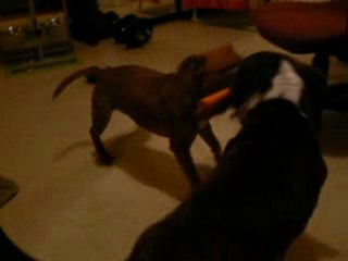 Staffies are playin' (in their own ways)