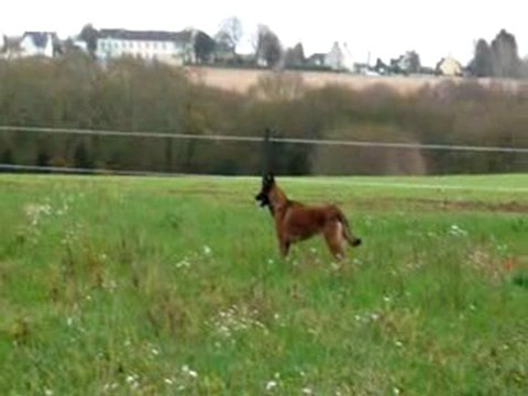 Nenette, Câline et leur nouvelle camarade de jeux