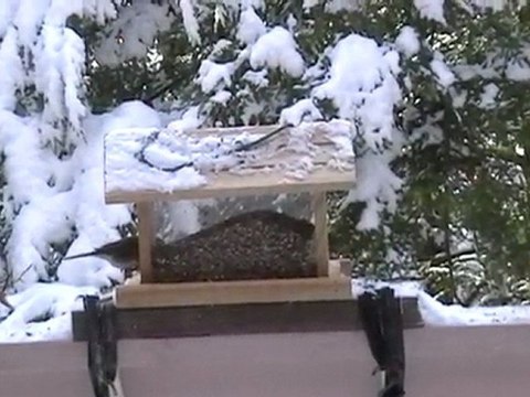 Snowbirds At Our Garden Bird Feeder