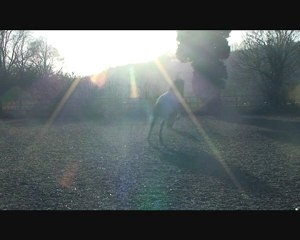 Ma Vie Mon Tout. Horses of my life.