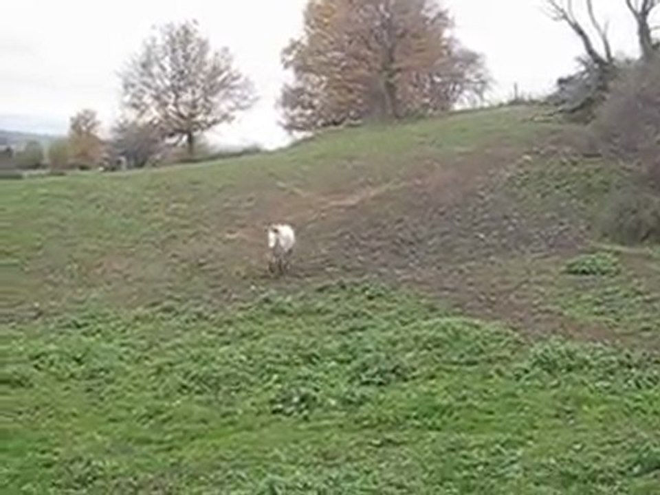 Galop au pré décembre 2009