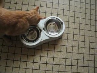 What a cat can do for 2 kibbles