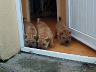 EVER GLADE TO MEET YOU, ES TOCADE ET ÉLYSÉE DES MING WAY