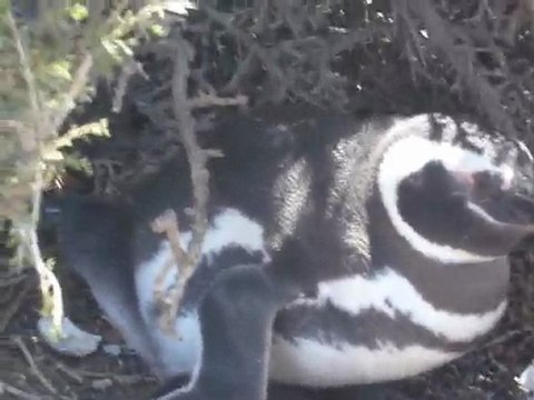 [Argentine - Punta Tombo] BB Manchots