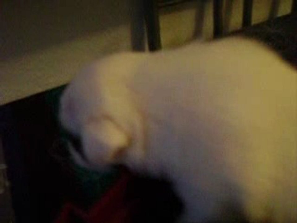 male video