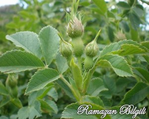 Kamil Abalıoğlu - Şikayet Olmasın