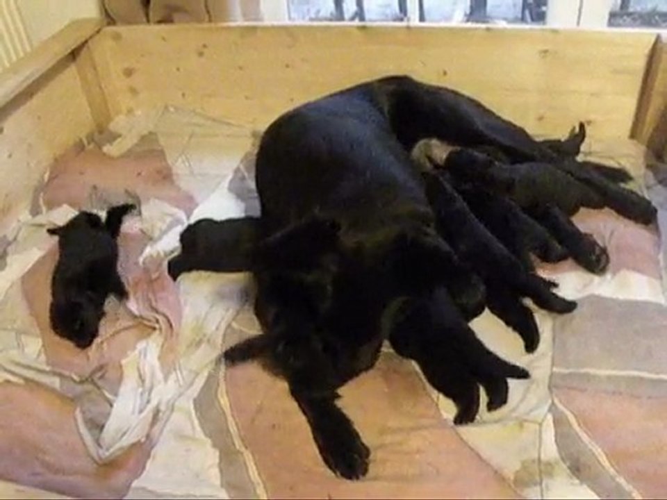 Frenzis Welpen 15. Tag