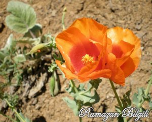 Neşet Ertaş - Karmı Yağmış