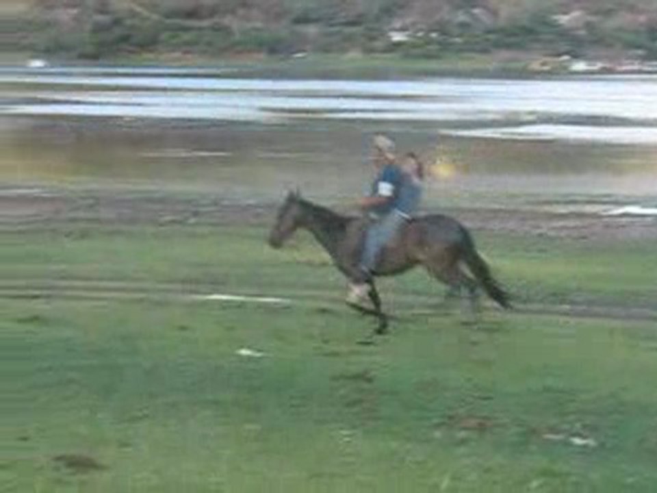 Chevaux sauvages Lac Salta Argentine