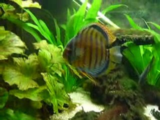 Discus sauvage Vert Téfé