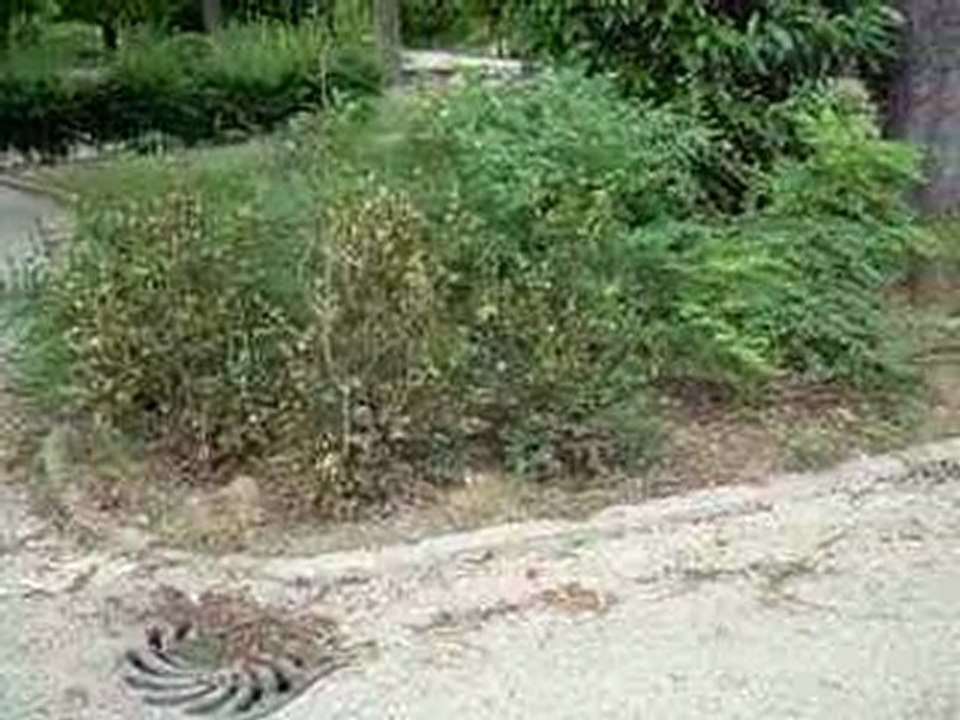 CHASSE AUX RATS