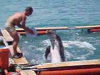 Dauphins sur la base navale de Nouméa
