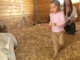 Cute Toddler With Gentle Pigs at Animal Sanctuary