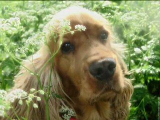 Ils imaginent - les Flans Boyants - Marie et Cyrille Garriou