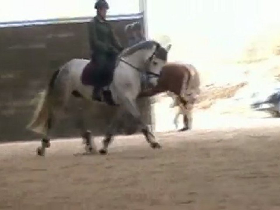 Dressage déc.2009. Travail trot