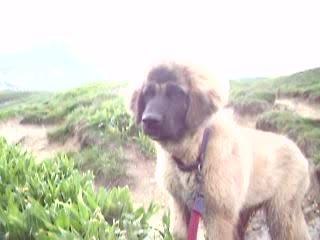 ne dérangez pas les bouquetins