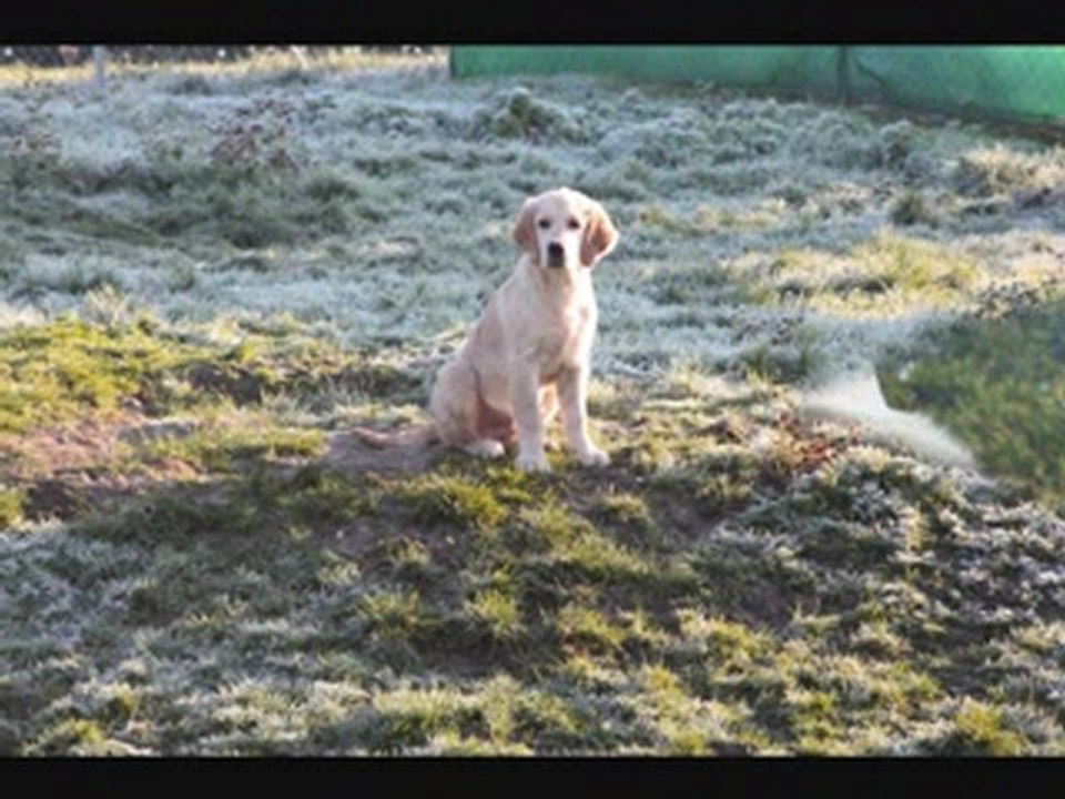 Angels Of Tara " Golden par passion"