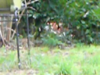 ouros et dagobert 13122009 010