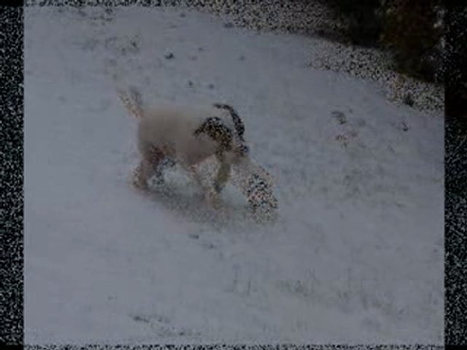 Toupie et la neige