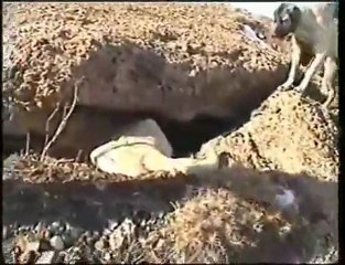 PANTERLER TİLKİ YUVASINDA