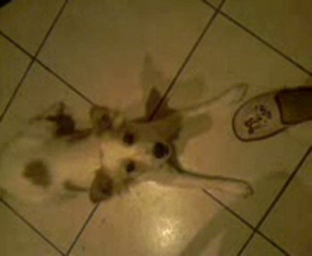 Mon chien qui grogne avec moi mdr lol hihi