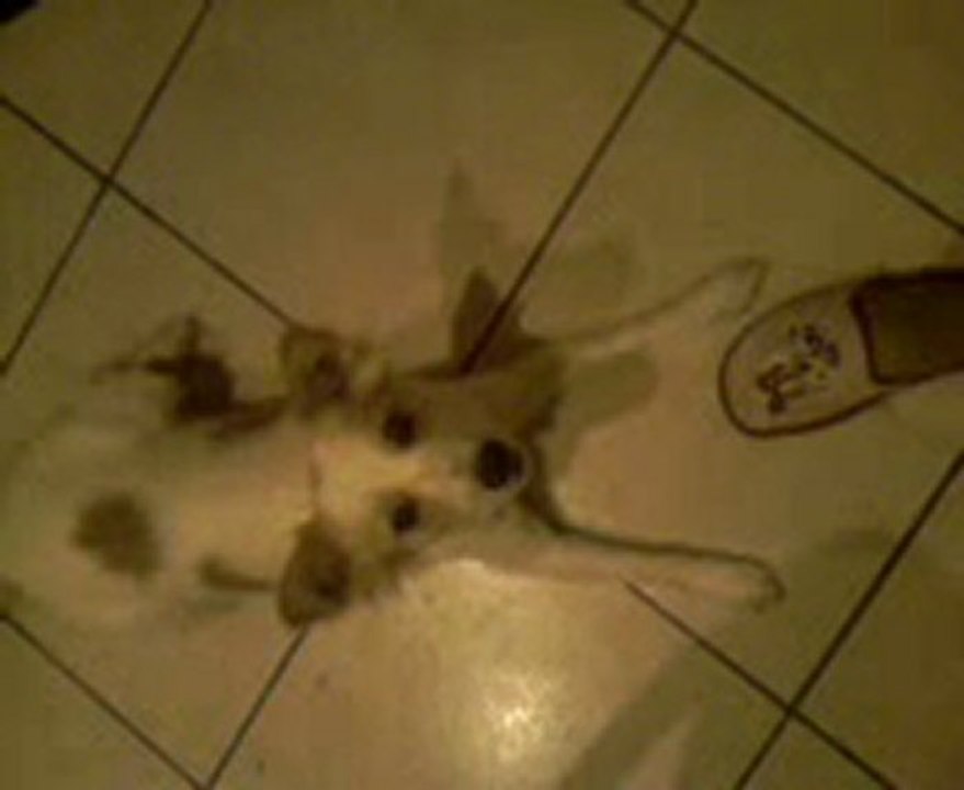 Mon chien qui grogne avec moi mdr lol hihi