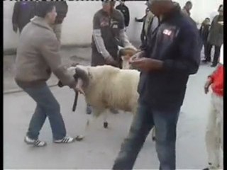 Combat Mouton 3ID 2007 in Soumranne