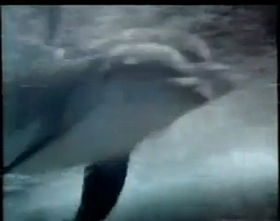 flipper le dauphin