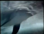 flipper le dauphin