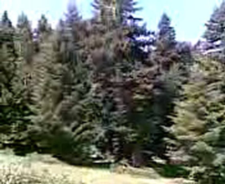 ANKARA ÇAMLIDERE DÖRTKONAK KÖYÜ YAYLASI MURAT DEGER