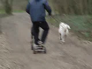 dog skate akita sanka et rops doberman