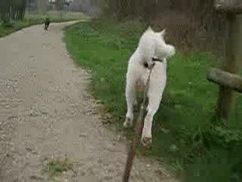 dogskate rops et sanka