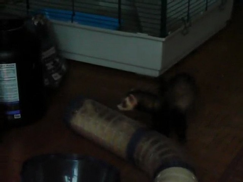 Zenzime et Hope