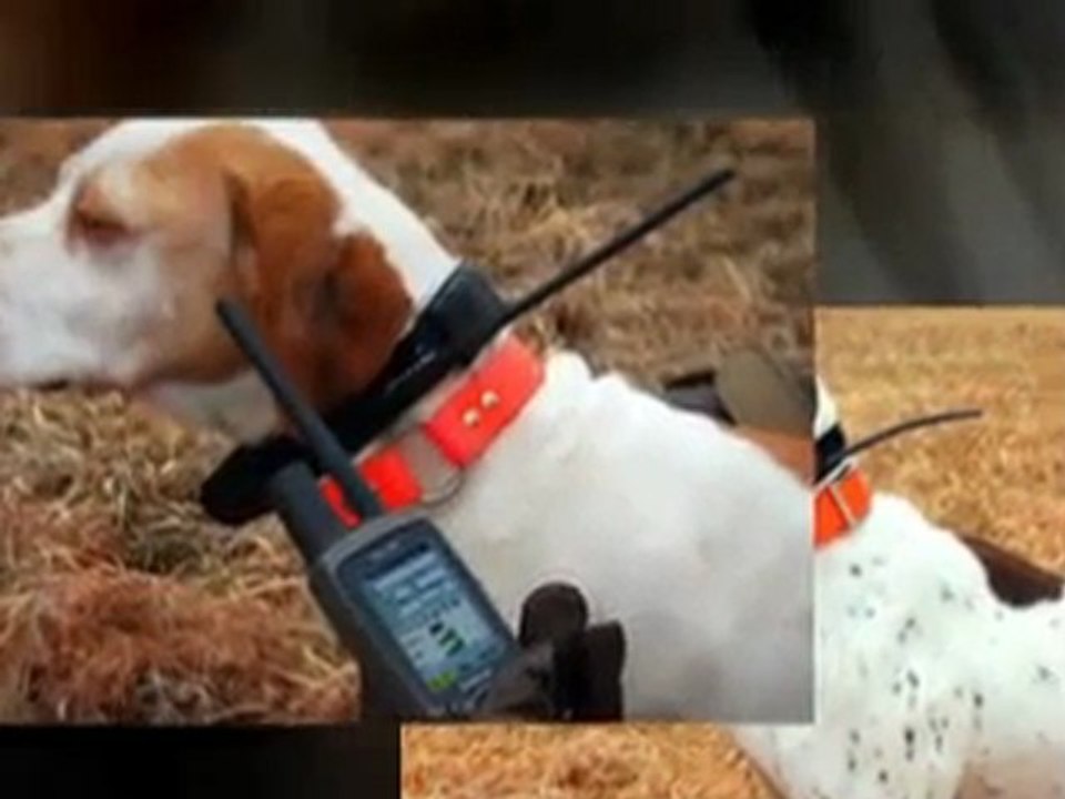 The Best Dog GPS Collar