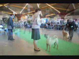 Shar-Pei CACIB 2009 Compilation