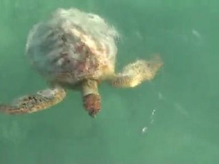 LIFOU tortues