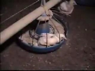 An Incovenient Truth How to make delicious meat food 1 2