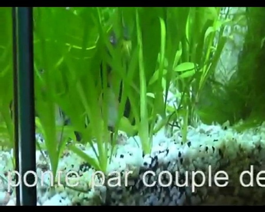 préparation nid de ponte par Ramirezi