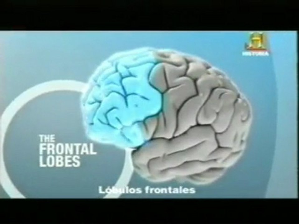 Lobulo frontal: Control del miedo