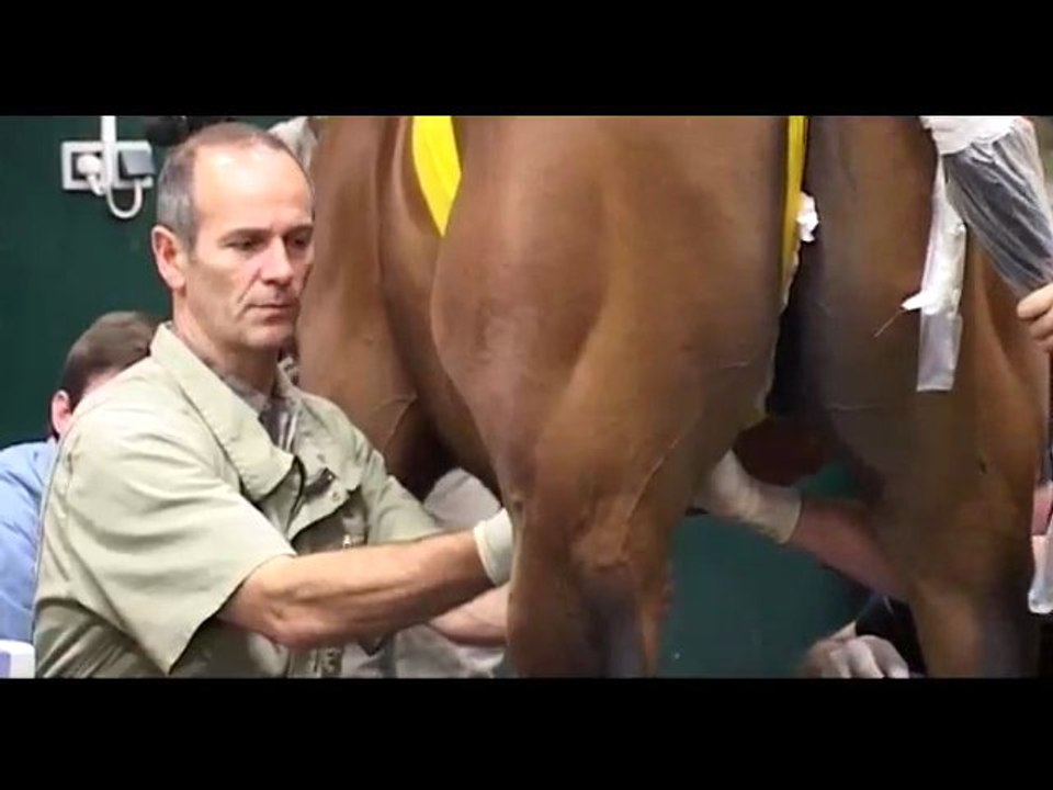 Salon du Cheval 2009 - Dimanche 13/12/2009