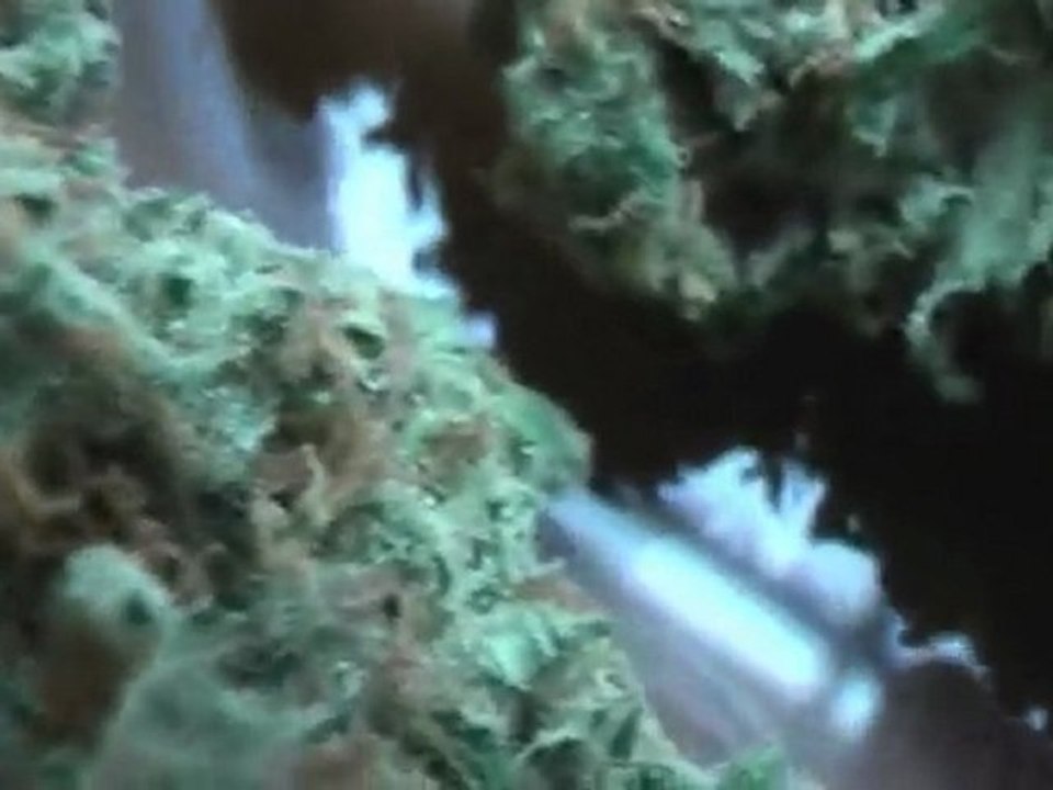 Amnesia -Awesome Weed!