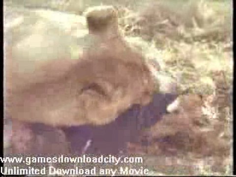 Faces Of Death - Lion Attacks Tourists