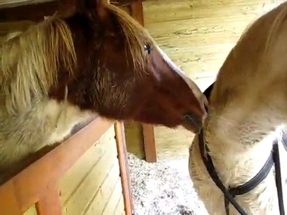 Jump' et Elue love