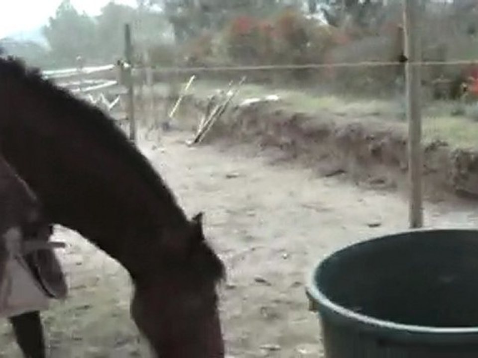 Mes juments à la maison