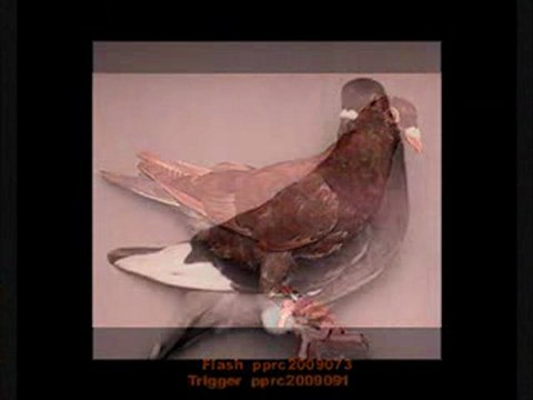 Pigeon Pals Daily Racing Club News 152