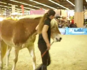 Pauline et Naiade salon du cheval 2009. Travail au Sol 2