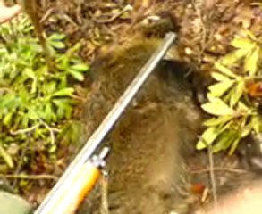 stranjada domuz avı