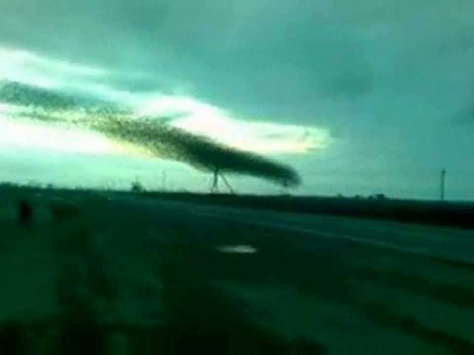 Birds in the sky